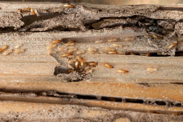Reliable Herculaneum, MO Pest Control Solutions